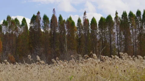 Wetland park Stock Footage 233655796