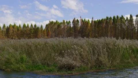 Wetland park Stock Footage 233655850