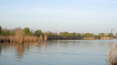 Wetland Park Spring View Stock Footage 153419253