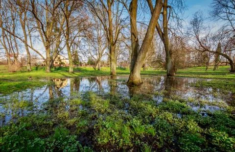 Wetland Stock Photos