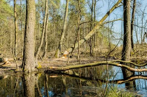Wetland Stock Photos