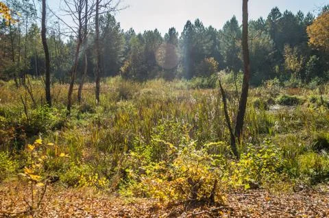 Wetland Stock Photos