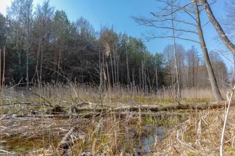 Wetland Stock Photos