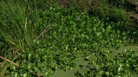 Wetland pond Stock Footage 8601406