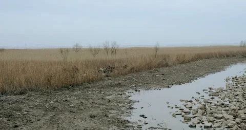 Wetland scene in the fall Stock Footage 254607365