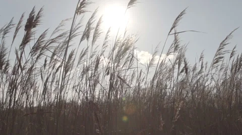 Wetland Tall Grass Stock Footage 33840072