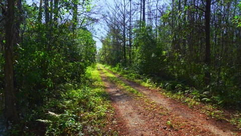WETLAND TRAIL 5 스톡 동영상 250367646