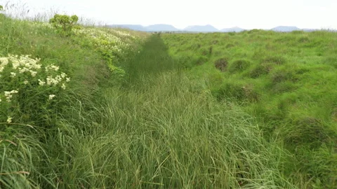 Wetland trench Stock Footage 341165787