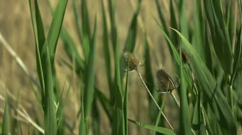 Wetland Vegetation Video stock 10579904