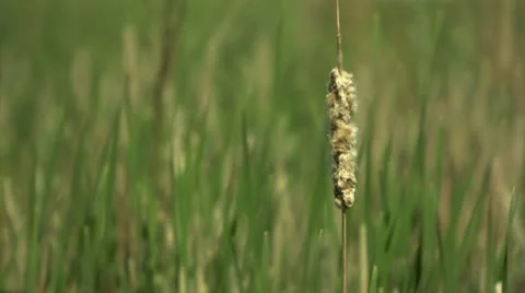 Wetland Vegetation Stock Footage 10579934