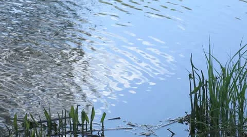 Wetland Vegetation Stock Footage 10580157