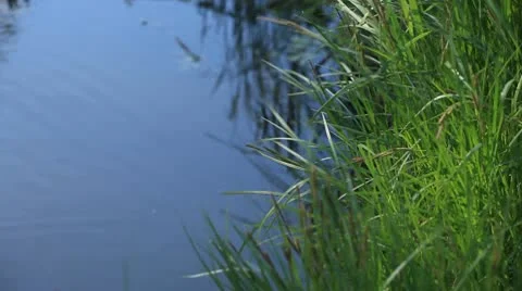 Wetland Vegetation Stock Footage 10580176