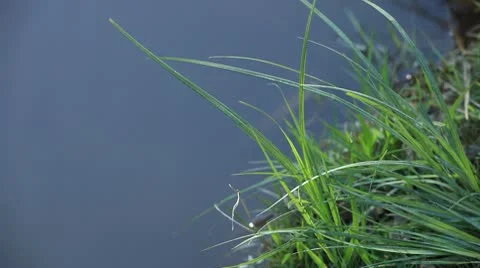 Wetland Vegetation Stock Footage 10580192