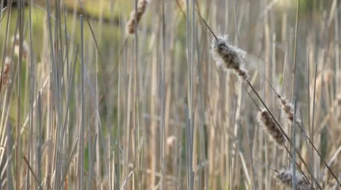 Wetland Vegetation Stock Footage 10580232