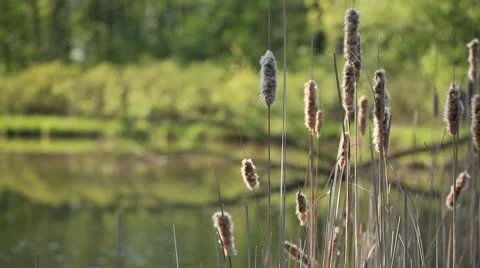 Wetland Vegetation Stock Footage 10580240