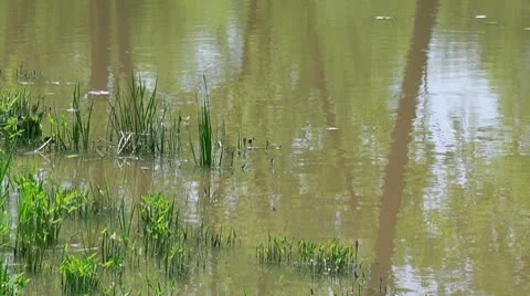 Wetland Vegetation Stock Footage 10588262