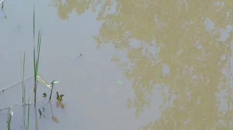 Wetland Vegetation Video stock 10588320