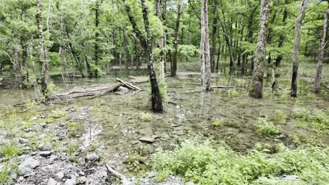 Wetland in the Woods Stock Footage 332094023