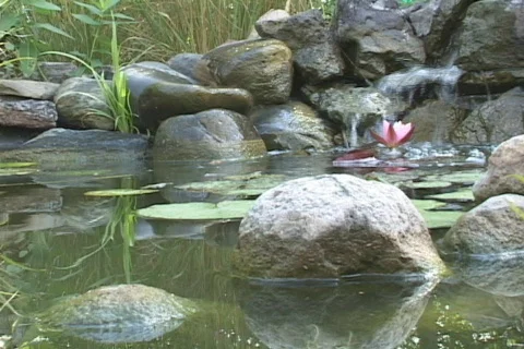 Wetland/Pond Stock Footage 548972