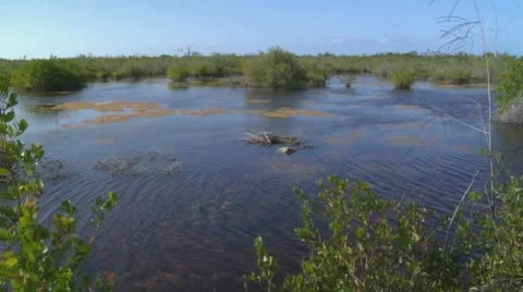 Wetlands 01 Stock Footage 10720956