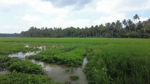 Wetlands and paddy fields, rice farming in Thiruvananthapuram, Kerala Stock Footage 204883889