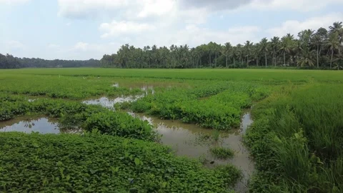 Wetlands and paddy fields, rice farming in Thiruvananthapuram, Kerala Stock Footage 204883942