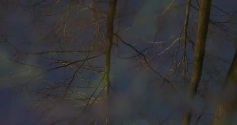 Wetlands and reflection of trees, 4K Stock Footage 170585331