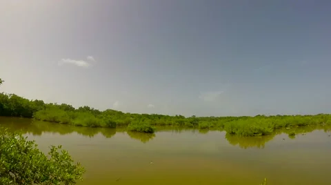 Wetlands on big pine key in the florida keys 스톡 동영상 41869770