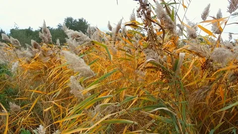 Wetlands cane Bulsrush in wind day 動画素材 88049861