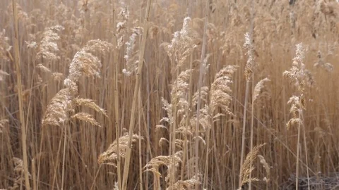 Wetlands cane Bulsrush in wind Stock Footage 73837700