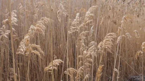 Wetlands cane Bulsrush in wind Stock Footage 73837940