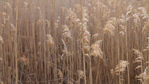 Wetlands cane Bulsrush in wind Stock Footage 73838284