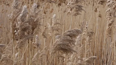 Wetlands cane Bulsrush in wind Stock Footage 73839085