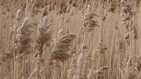 Wetlands cane Bulsrush in wind Stock Footage 73839255