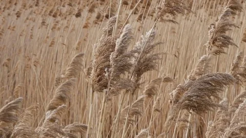 Wetlands cane Bulsrush in wind Stock Footage 73839404