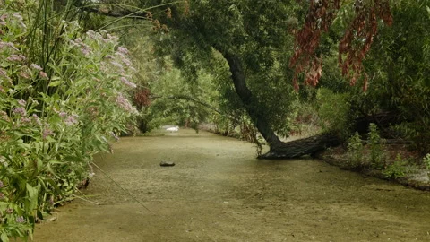 Wetlands Environment Crane Down The River 4K 48FPS SLO-MO GRADED Stock Footage 206897508