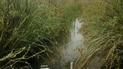 Wetlands Environment River Brush 4K 48FPS SLO-MO Stock Footage 206897653