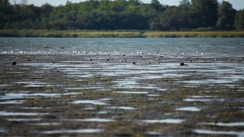 Wetlands with a flock of birds 库存影片 80069261