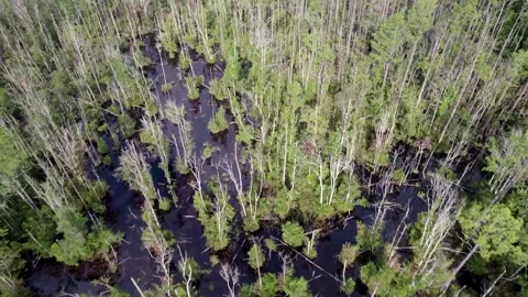 Wetlands Flyover Stock Footage 282415865