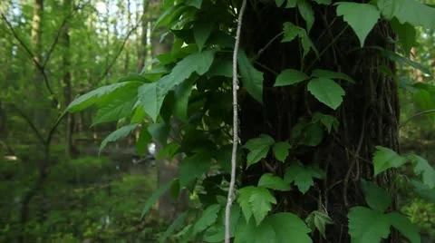 Wetlands Video stock 10579652