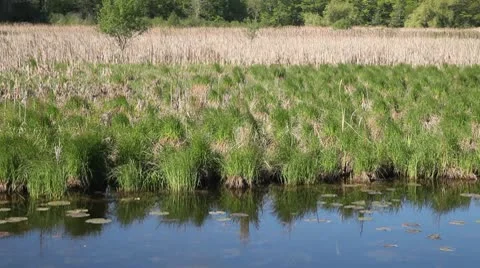 Wetlands Stock Footage 10579798