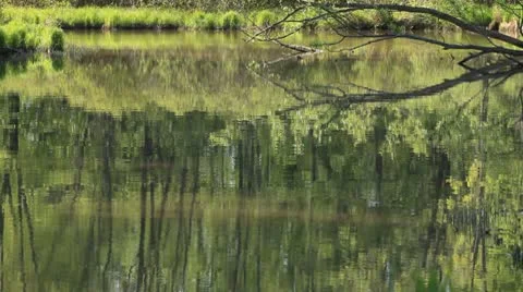 Wetlands Stock Footage 10580217