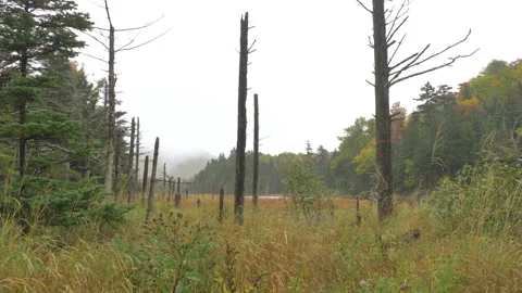 Wetlands in a Forest Video stock 162383727