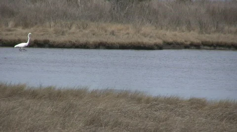 Wetlands, with heron 動画素材 400217