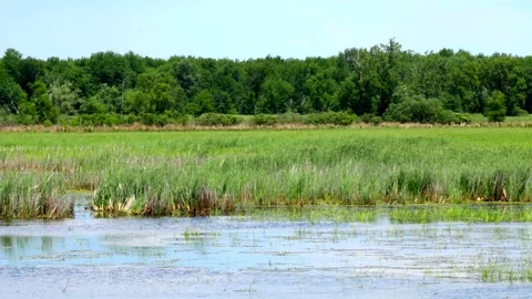 Wetlands Landscape Stock Footage 77455250