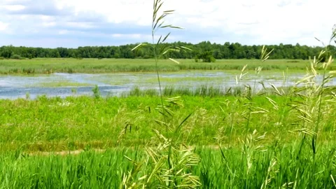 Wetlands Landscape Video stock 77455646
