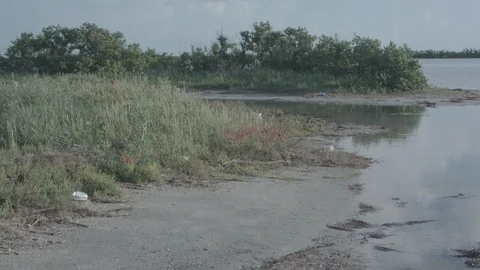 Wetlands Litter Stock Footage 127545016