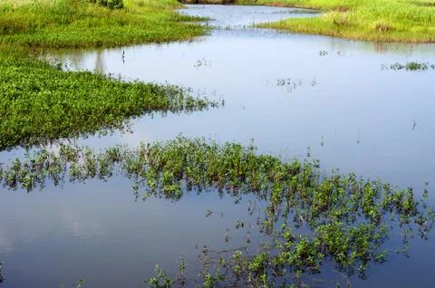 Wetlands Stock Photos