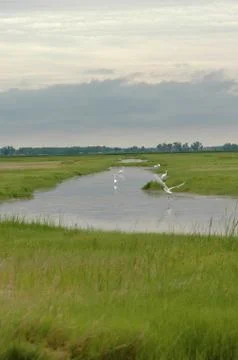 The Wetlands Stock Photos