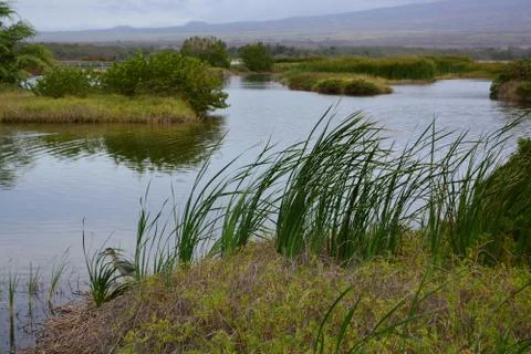 Wetlands Stock Photos